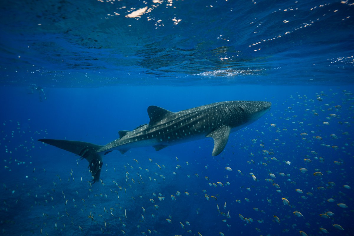 Bluemarinef's tweet image. Happy #WorldOceanDay!
BLUE is a charity dedicated to restoring the ocean to health by addressing overfishing, one of the world’s biggest environmental problems.
Our vision is a healthy ocean forever, for everyone 💙