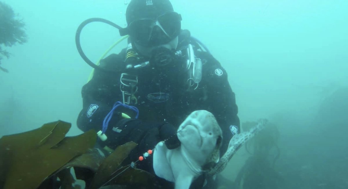 Shark and Ray Entanglement Network 🦈 tweet media