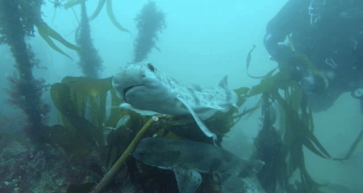 Shark and Ray Entanglement Network 🦈 tweet media
