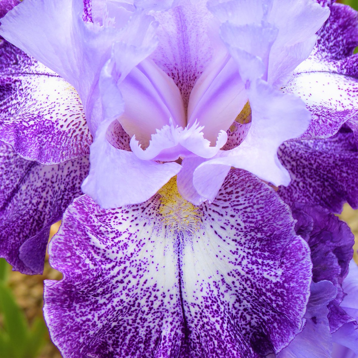 Dallaswear_OFL's tweet photo. Did you know the bearded iris is a state flower or Tennessee?
Please look at this one full screen.
#Iris #Flowers #flowersinbloomnow #floweringnow #colourandpattern #flowerphotography #flowerlovers #nature #naturelovers #gardens #gardenflowers #blooming #flora #Purple #outdoors https://t.co/umhN1ne1H8