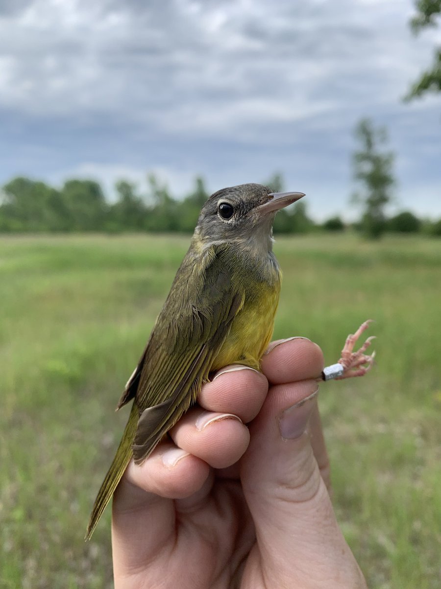 chicago_birder's tweet photo. Year two of our Big Marsh bird banding station has begun!

This weekend the team was out from just before dawn till midday, diligently collecting data on breeding birds and a handful of surprise late migrants as well.

**all birds handled with proper permits and training** https://t.co/Dd1ZWzFoip