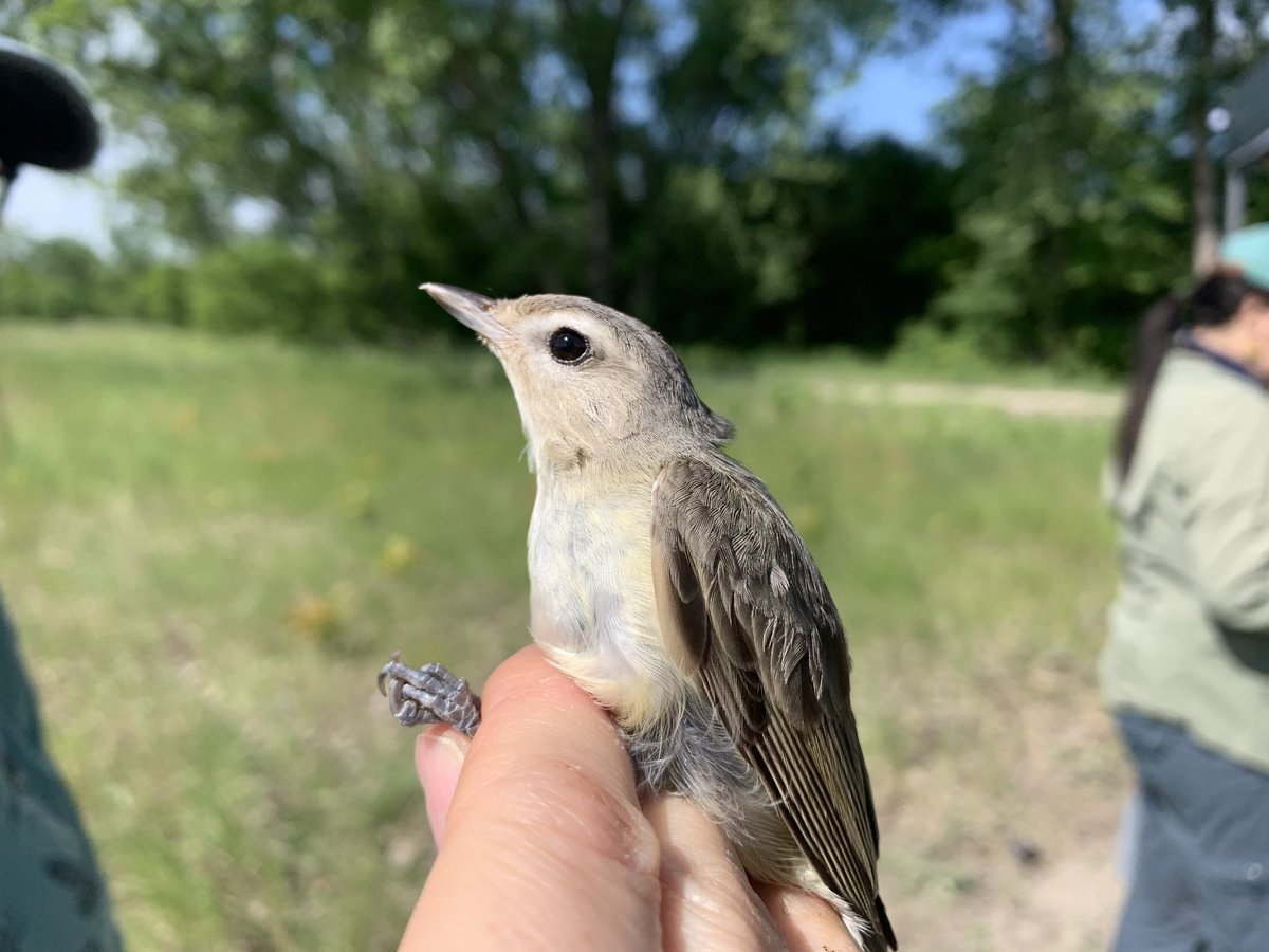chicago_birder's tweet photo. Year two of our Big Marsh bird banding station has begun!

This weekend the team was out from just before dawn till midday, diligently collecting data on breeding birds and a handful of surprise late migrants as well.

**all birds handled with proper permits and training** https://t.co/Dd1ZWzFoip