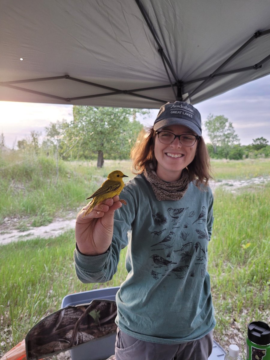 chicago_birder's tweet photo. Year two of our Big Marsh bird banding station has begun!

This weekend the team was out from just before dawn till midday, diligently collecting data on breeding birds and a handful of surprise late migrants as well.

**all birds handled with proper permits and training** https://t.co/Dd1ZWzFoip