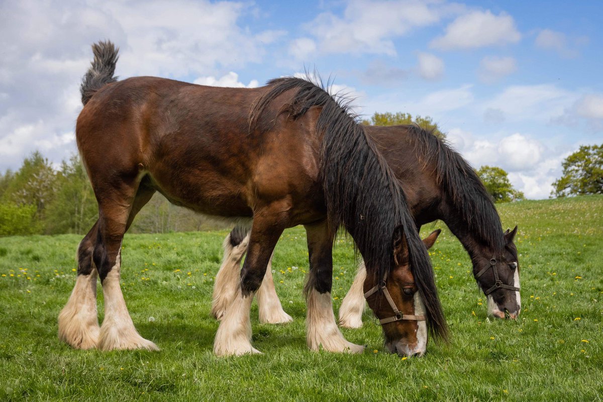 CotebrookShires's tweet photo. Young girls and boys ❤️❤️❤️❤️ #shires #horses #fillys #colts #shirehorses #geldings #cheshire https://t.co/clB81VL8pd