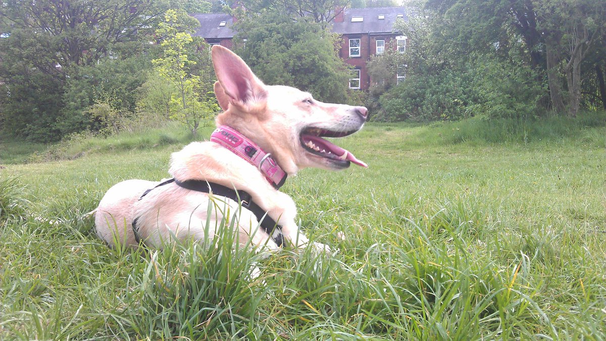 beccyship's tweet photo. Said goodbye to the best of dogs today 😭💔 thanks Honey for being the daftest, loveliest, biggest pain in the arse dog you could ever hope for. Love you Hon xxx https://t.co/PexHZxTNFY