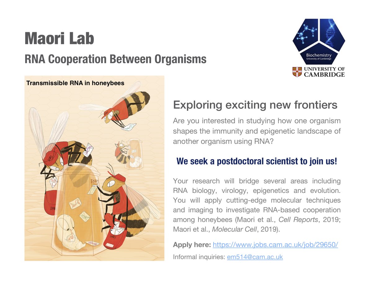 Eyal Maori 🐝 (@eyal_maori) on Twitter photo Excited to share that I am starting my lab at the Department of Biochemistry, Cambridge University (<a href="/CamBiochem/">Cambridge Biochemistry</a>). Our group will study the mechanisms and roles of transmissible RNA, particularly in the context of RNA cooperation between organisms (1/4) Excited to share that I am starting my lab at the Department of Biochemistry, Cambridge University (<a href="/CamBiochem/">Cambridge Biochemistry</a>). Our group will study the mechanisms and roles of transmissible RNA, particularly in the context of RNA cooperation between organisms (1/4)