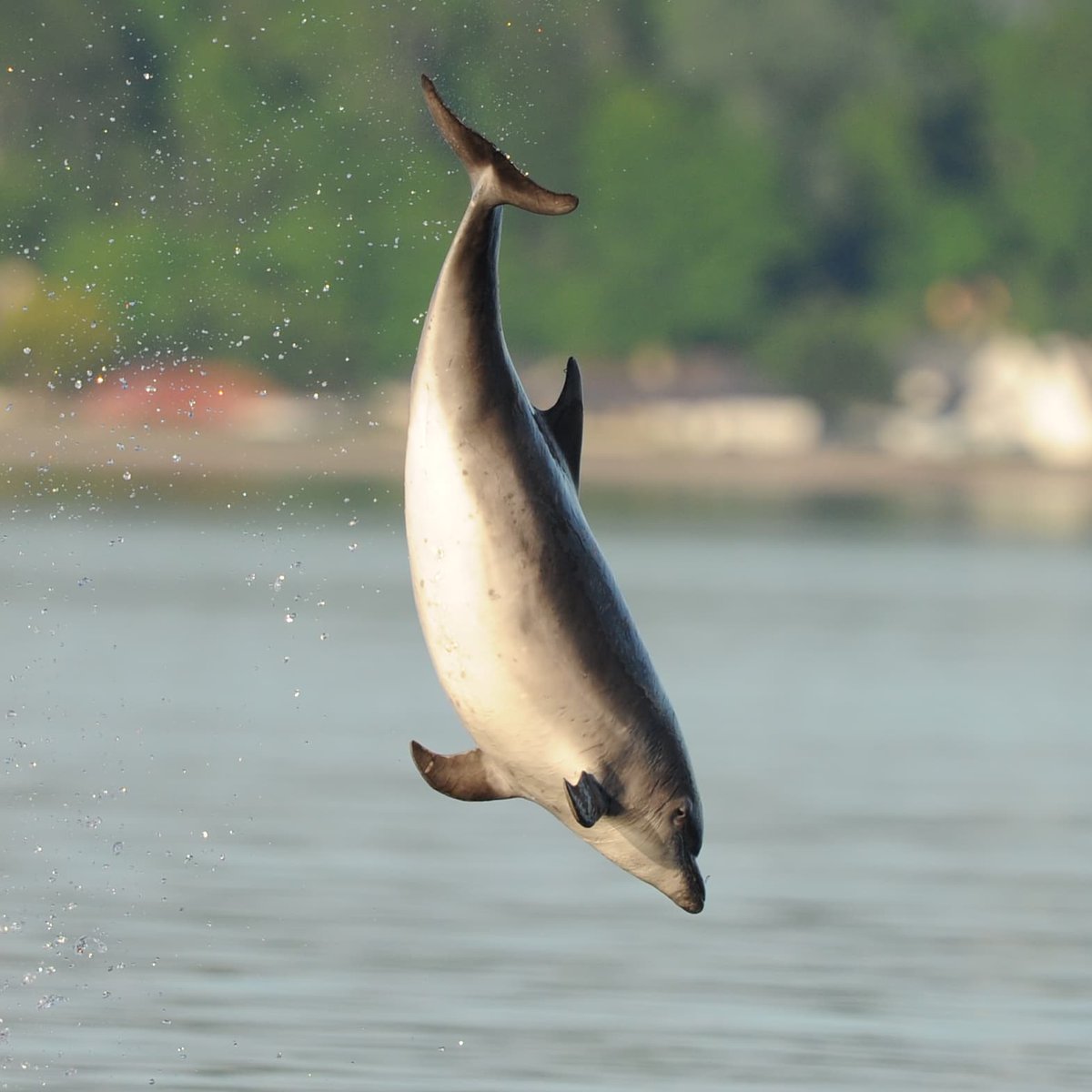 Watching the Bottlenose Dolphin at Chanonry Point near Fortrose Blackisle Scotland #wildlifephotagraphy #wildlife #Dolphins #Scotland