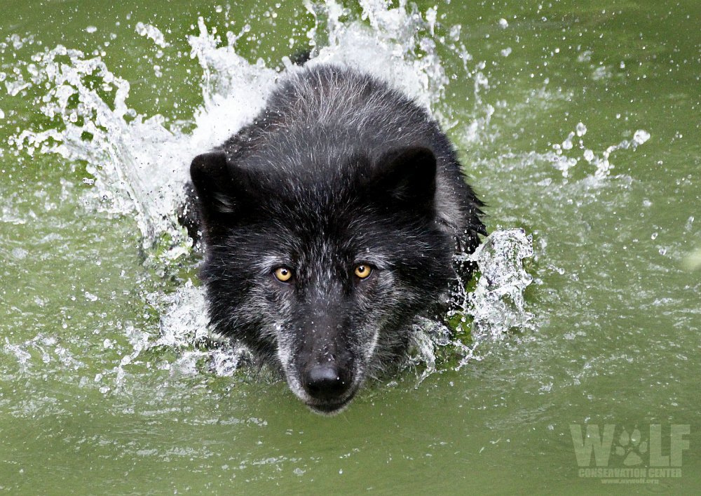 nywolforg's tweet image. Wolves are a critical keystone species in a healthy ecosystem. By altering prey movements, browsing patterns+ foraging behavior, wolves impact plant/tree regeneration. In this regard, wolves have been noted to have trickle-down effects on trees, rivers, birds, beaver + even fish.