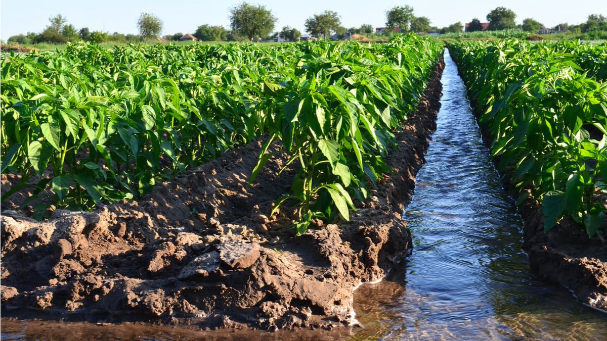 OPTIMIZACIÓN HÍDRICA: Datos reales y en continuo para modelos de optimización del consumo hídrico en la agricultura.
buff.ly/3imqUBT