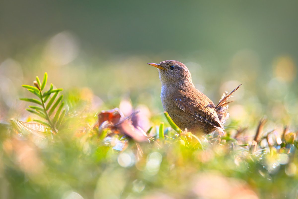 postcircle's tweet photo. Did you know #PostCircle groups are named after British Wildlife? What group will you be in? Group sorting has begun and so far there is the #Duck #Bumblebee #Robin #Badger #Hedgehog #Frog #Buzzard and #Ladybird groups... if you've not sent your survey in please do send it. https://t.co/OI3UXuSuz2