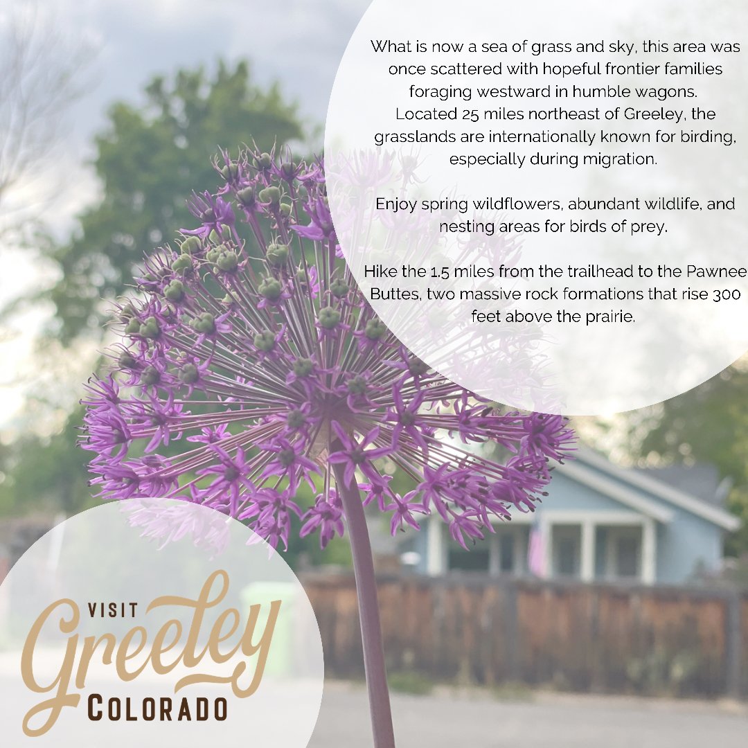 VisitGreeley's tweet photo. Summer is in full swing! Who's heading out to @PawneeNationalGrassland to see the wildflowers? Tag your best pictures with #YourDestination and we'll share them on our feed! https://t.co/lvCAlLKhEL