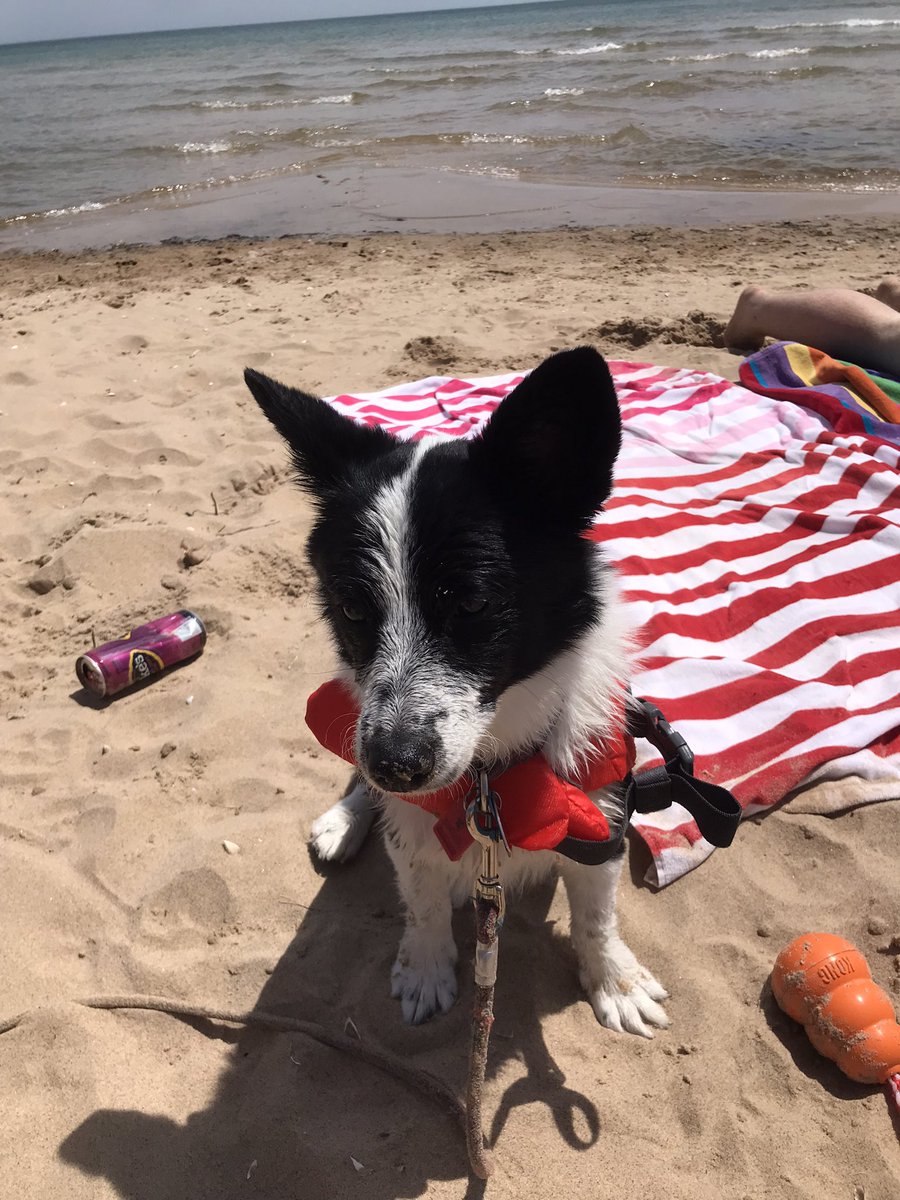 HelenKorneffel's tweet photo. Georgie took on Harrisville State Park this weekend! Tons of fun!🏕 #PetsOfPRSA https://t.co/mPPBDSSxpr