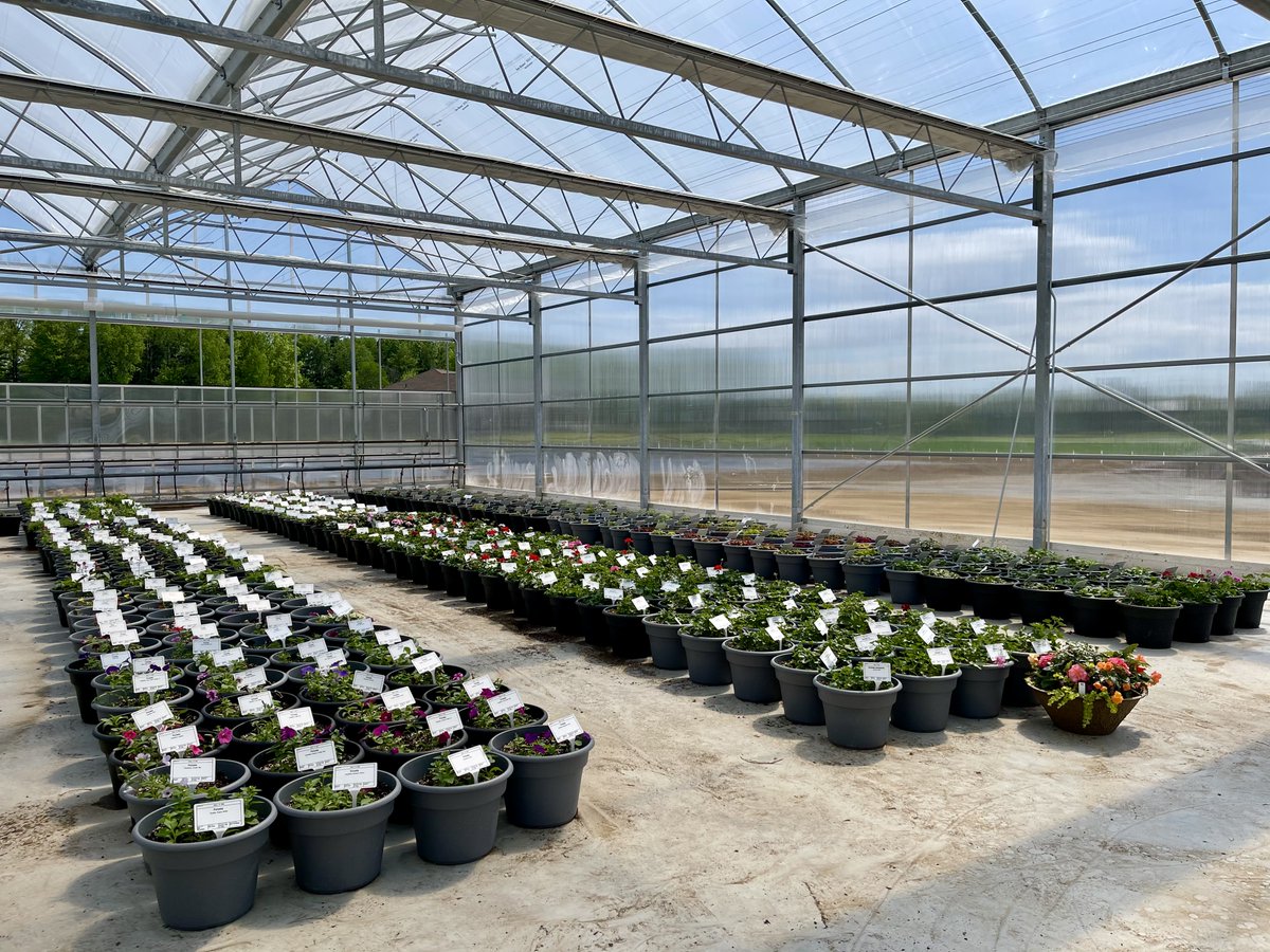 Have you heard? The  Sawaya Garden Trials have moved to a new location for 2021: Waterford, Ont. Featuring 3,000 varieties, the #trials now includes a point-based grading system. #flowers #greenhouse #Horticulture 

(Photos courtesy of <a href="/TanyaCBloomDiva/">Tanya Carvalho</a>)

greenhousecanada.com/sawaya-garden-…