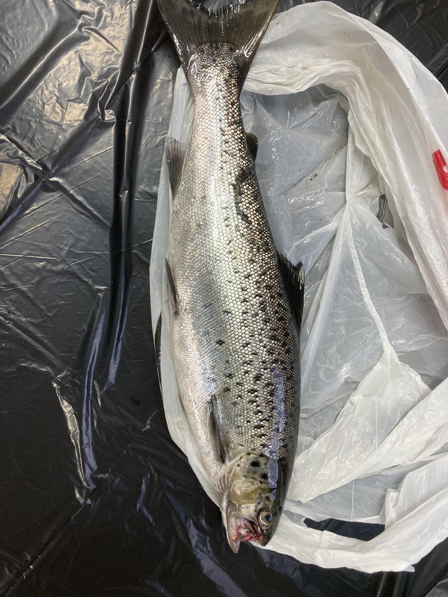 AdeyDallas's tweet image. What a weekend with my boys fishing