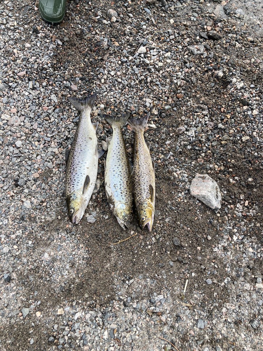 AdeyDallas's tweet image. What a weekend with my boys fishing