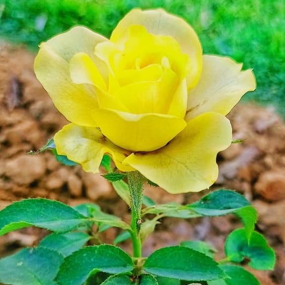 BadekTurati's tweet photo. "SANKALP 2.0 - To Create a Better Tommorrow......"
Activity -12
MY CHOICE MY HOBBY
It's an excellent way to stay stress-free also to pass one's free time. Hobbies can prove to be whole new skill set that you can aquire. 
#bsgindia
#OSBSG
#mopindia
#WAGGGS
#WOSM
#bsgsankalp https://t.co/PmI4Ppx6Iv