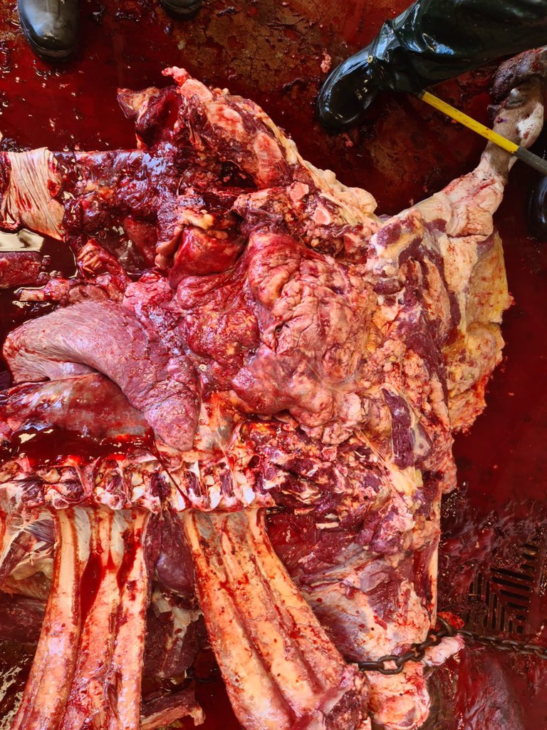 Cliffefarmvets's tweet photo. An interesting case a few weeks ago: 20m old heifer with lethargy,brisket oedema and jugular vein distension. PM revealed lesions consistent with multicentric lymphoma. One of the commonest forms of neoplasia in cattle. #cattlevet #farming365 #farmpostmortem https://t.co/0YlZNoTPrU
