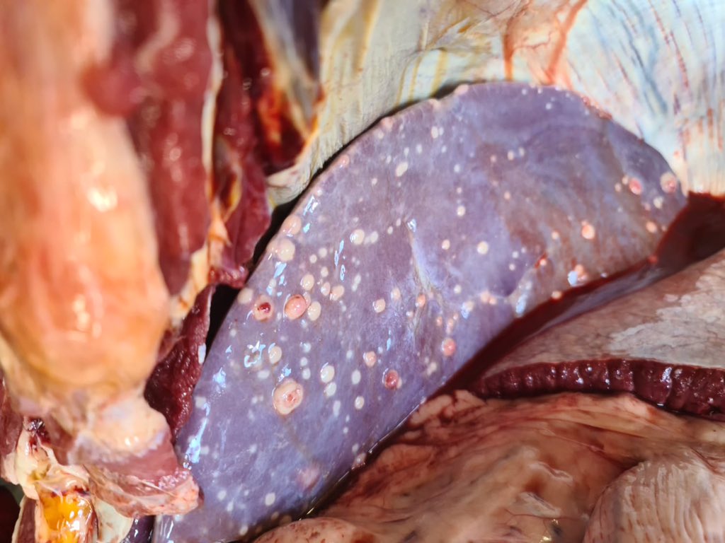 Cliffefarmvets's tweet photo. An interesting case a few weeks ago: 20m old heifer with lethargy,brisket oedema and jugular vein distension. PM revealed lesions consistent with multicentric lymphoma. One of the commonest forms of neoplasia in cattle. #cattlevet #farming365 #farmpostmortem https://t.co/0YlZNoTPrU