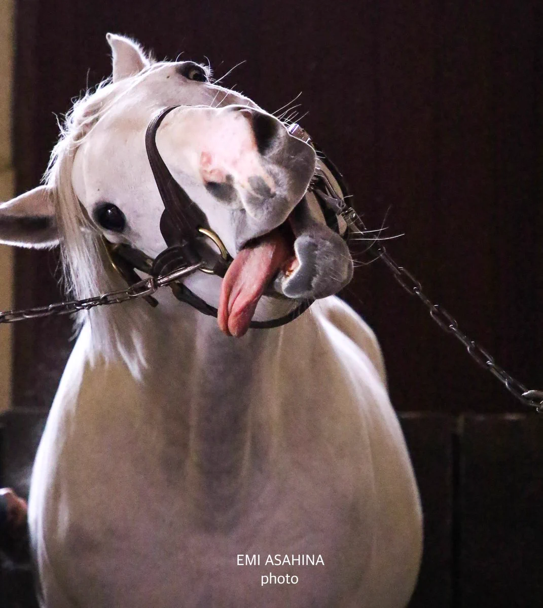 @dj_dengekihime その馬もしやゴールドシップ？んなわけないか(笑)
画像は拾い物です。 