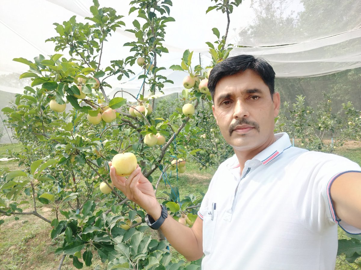 AnilSha36045374's tweet photo. शाहपुर के मीठे सेब ......। https://t.co/FDlPuAdaBM