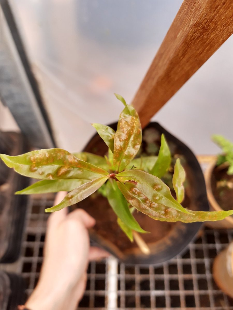 boufleur_t's tweet image. My first #single #pustule isolate! Its much more complicated that it seems like 😂

#Myrtle #rust