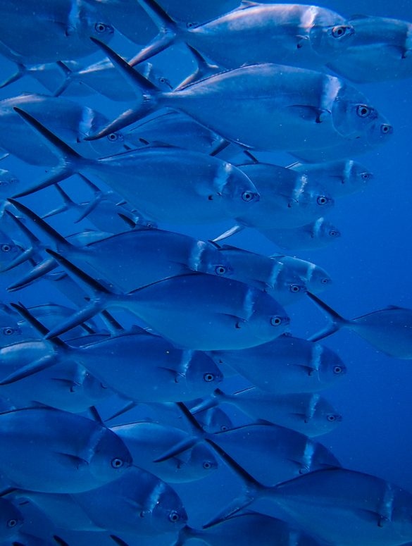 The future of cuisine is growing in our #oceans. 🌊

TEALEAVES explored the future of seagreens as a food source with Bren Smith, Founder of 
<a href="/GreenWaveOrg/">GreenWave</a>.

Discover how to #eatlikeafish:
l8r.it/3bB2

#foodsystems #sustainability