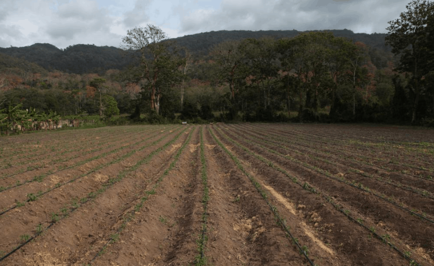 visionagro's tweet photo. #7Jun #Fedeagro: A la fecha deberíamos tener sembrado en Portuguesa 80% del #maíz y apenas llevamos 30% / “No hay una sola zona productiva y rubro, cuyos resultados no hayan sido afectados negativamente por la #escasez de #gasolina y #gasoil”...

https://t.co/m9UrKoZpUg https://t.co/NiZZFHINFT