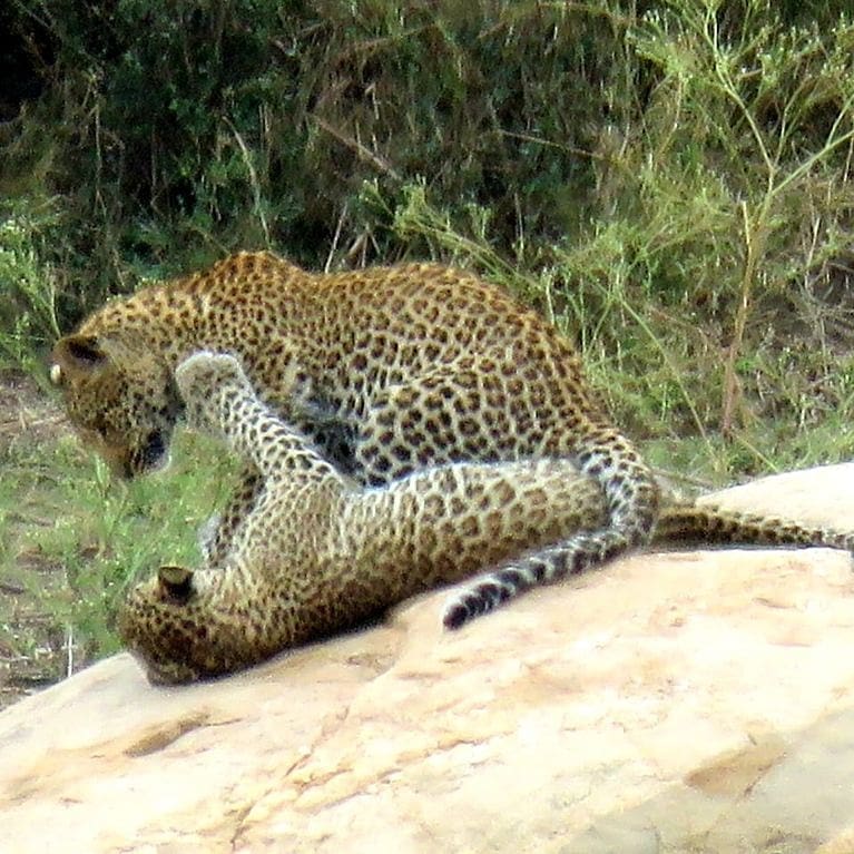 Kruger's Hub tweet media