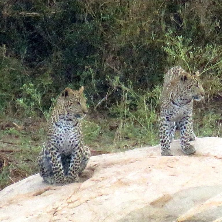 Kruger's Hub tweet media