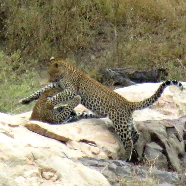 Today was #leopard day in #marlothpark 
Much to the delight of visitors and local residents ☺️😎🌍🦓🐱
#askushow how to explore this magical #naturereserve 
info@krugershub.co.za