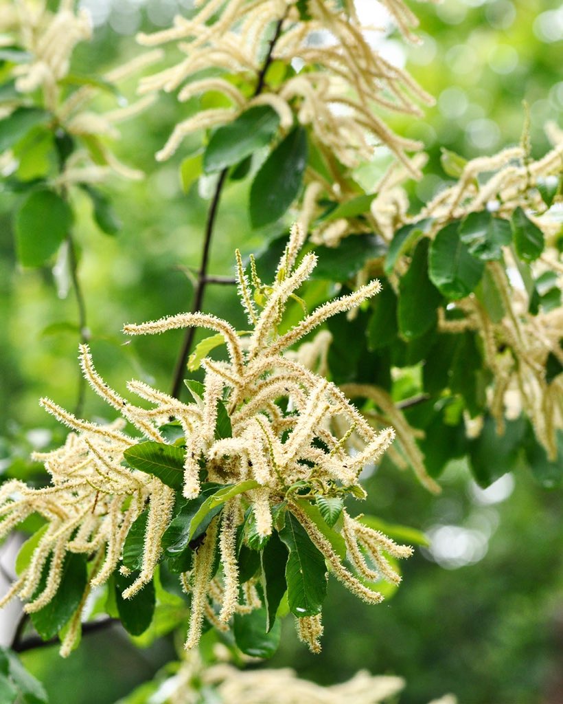 It’s called Allegheny chinquapin or dwarf chestnut (Castanea pumila), and this is it in bloom! It grows in dry, upland forests in the southeastern U.S. Like its larger cousin, it produces sweet, edible nuts that can be eaten raw, baked, or ground into flour.