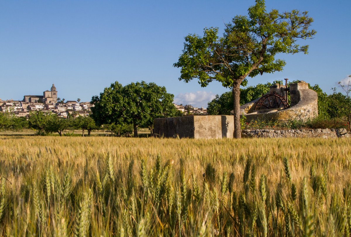 TurismeMontuiri's tweet photo. Els camps daurats de blat emmarquen els més bells paisatges de Montuïri, poblat amb una forta tradició agrària, amb petites explotacions familiars. Contemplar les tonalitats dels cultius d'aquest cereal en els camps que envolten els camins, és un delit per a la vista. https://t.co/t3fklJdSbu