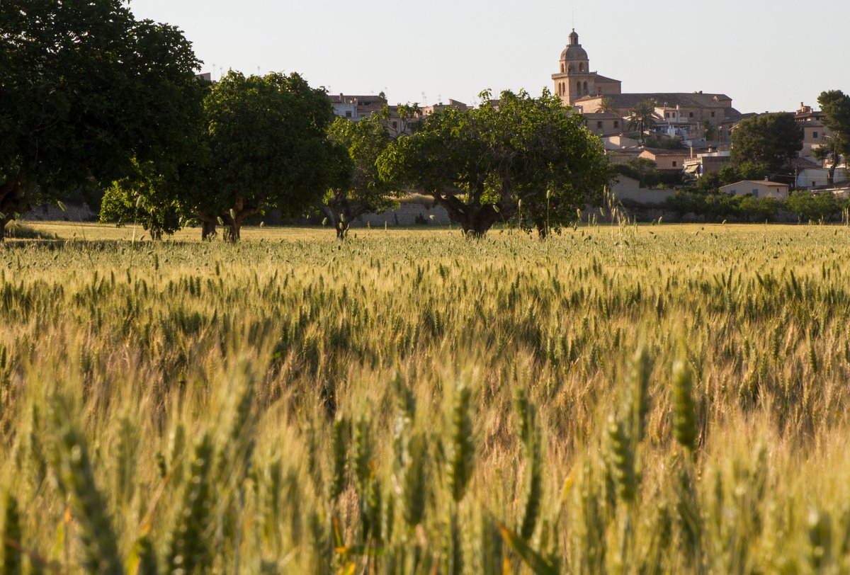 TurismeMontuiri's tweet photo. Els camps daurats de blat emmarquen els més bells paisatges de Montuïri, poblat amb una forta tradició agrària, amb petites explotacions familiars. Contemplar les tonalitats dels cultius d'aquest cereal en els camps que envolten els camins, és un delit per a la vista. https://t.co/t3fklJdSbu