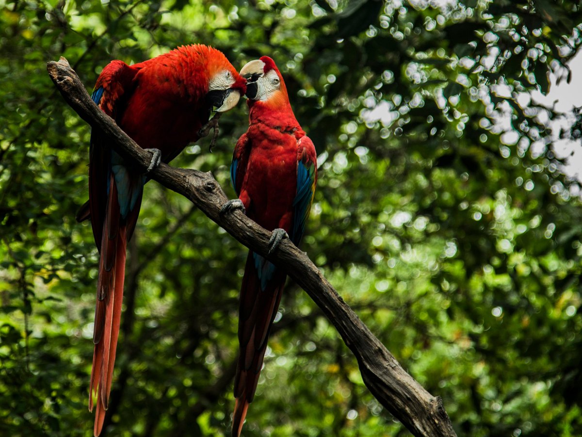 pyctacolors's tweet photo. Guacamayos rojos 🌱🦜🦜🌿 (Ara Macao) 

📸 @pyctalali 
#macaw #guacamayos #Latinoamérica #Ecuador #aves #naturaleza #animalphotography #naturephotography #colors #tbt https://t.co/kVvO74VyY1