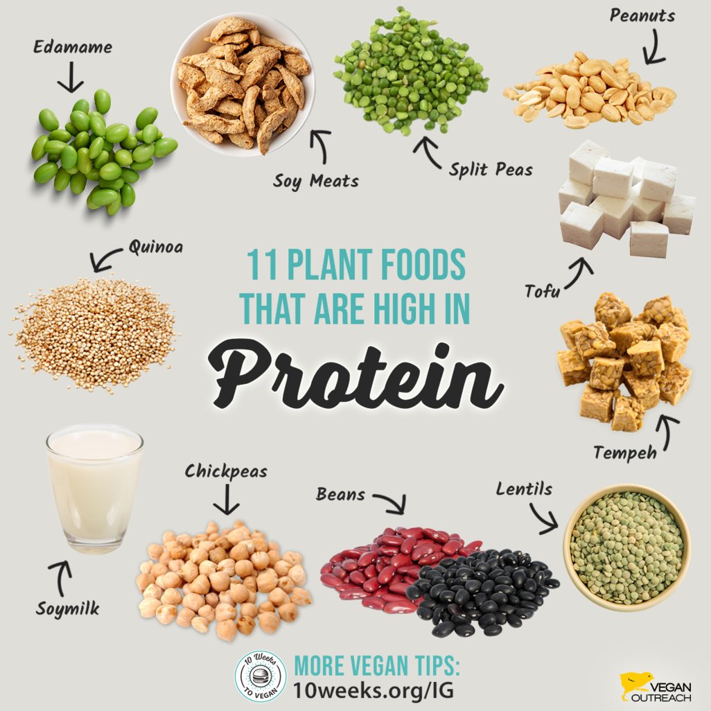 Vegan Outreach tweet media