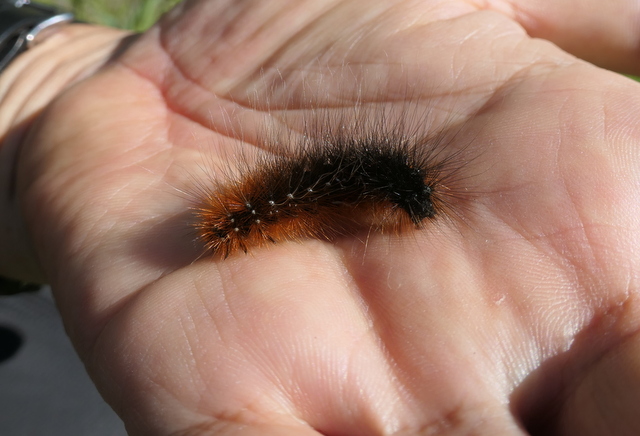 Kuma Twitterren クマ毛虫 見つけてしまったら やはりその毛の感触をたしかめなきゃ 毛虫 は毒あると思われがちだけど 毒もつのはドクガなどほんの一部で 大多数の毛虫には毒などもたない それを区別できることは必要だけど とりあえずヒトリガの幼虫であるクマ Kuma Twitterren クマ毛虫 見つけてしまったら やはりその毛の感触をたしかめなきゃ 毛虫 は毒あると思われがちだけど 毒もつのはドクガなどほんの一部で 大多数の毛虫には毒などもたない それを区別できることは必要だけど とりあえずヒトリガの幼虫であるクマ
