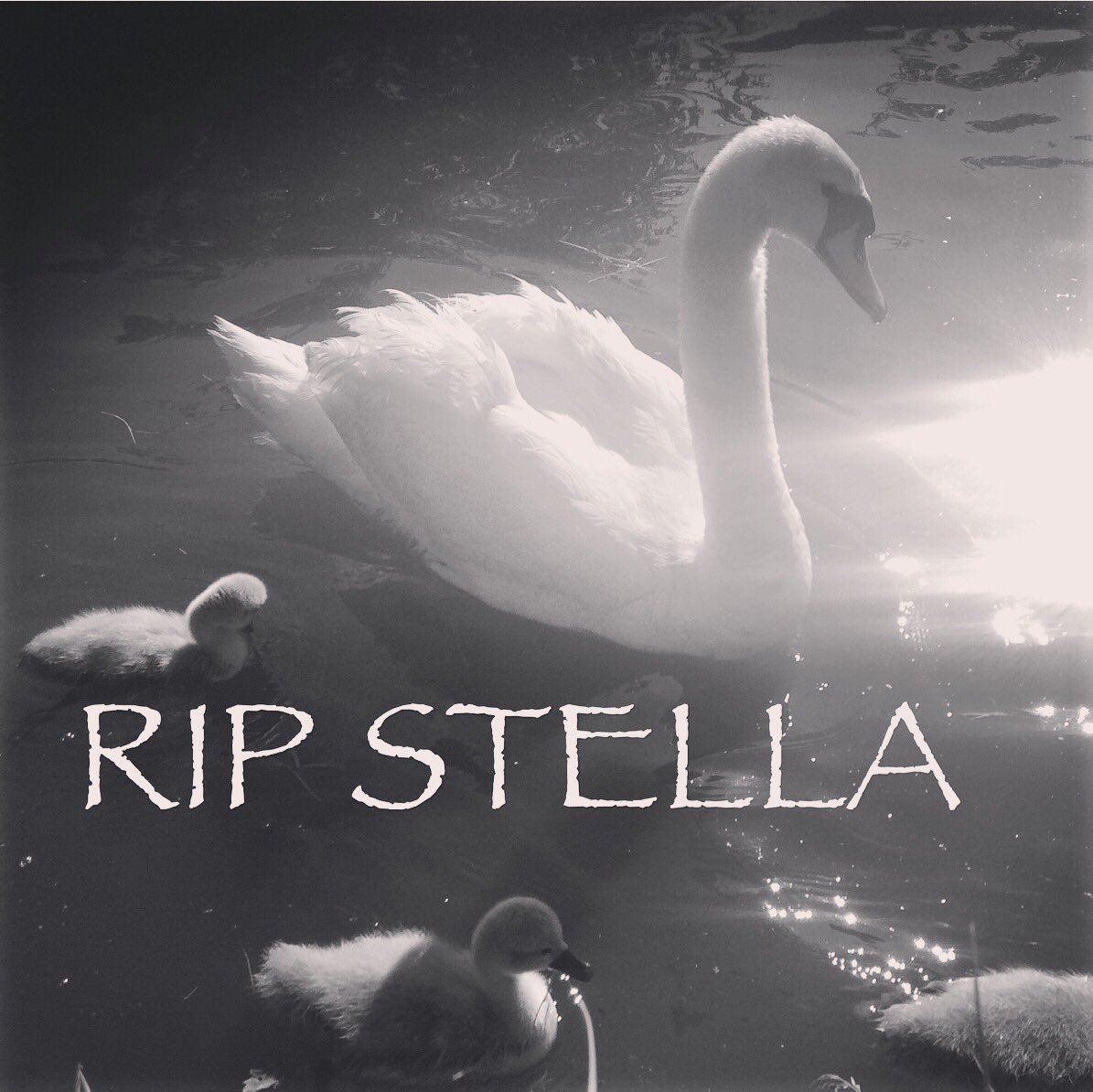 I KNOW NOT ALL DOG LOVERS ARE BAD , BUT IM FUCKING PISSED , PUT THEM ON A FUCKING LEAD NEAR SWANS . .