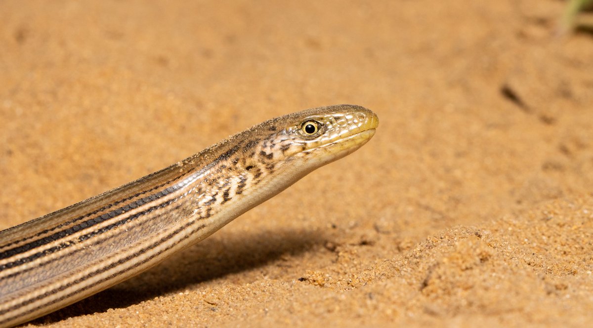 Nicholas McCarney (He/him) tweet media