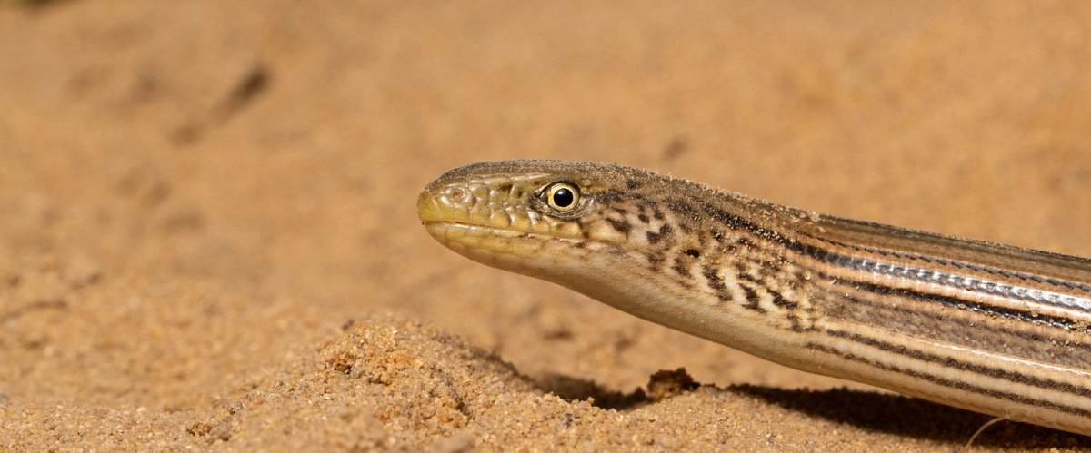 Nicholas McCarney (He/him) tweet media