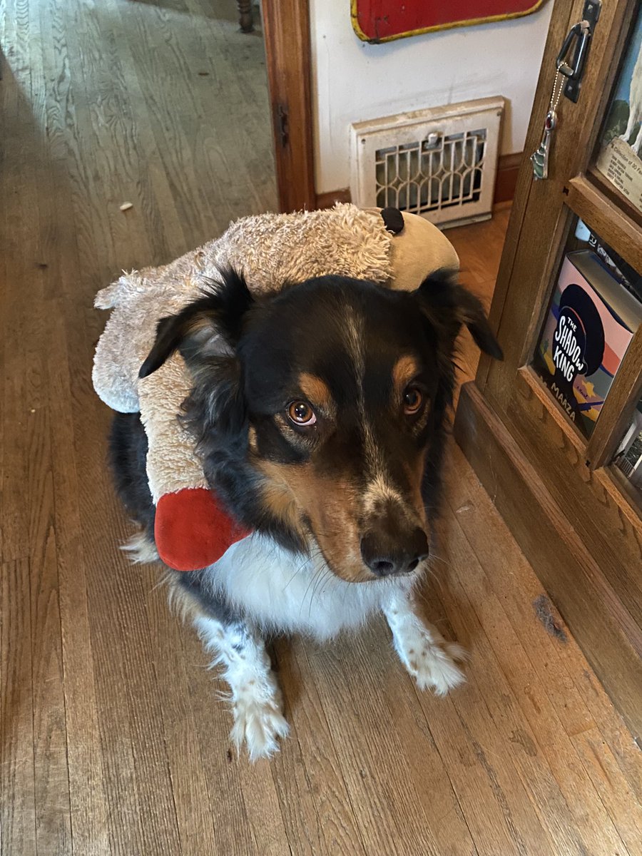 Bodhihodi's tweet photo. Yet another 
Successful Emergency Surgery on Lamb Chop! https://t.co/T1Gwddg9wQ