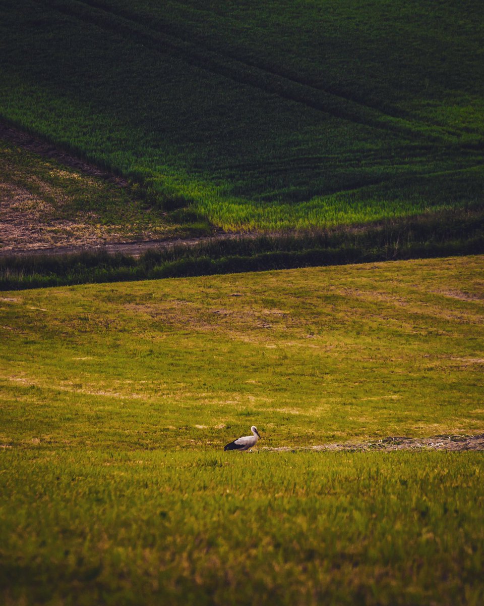 Kiknak's tweet photo. Dneska čáp a červená koule to by šlo…📷🦩🌄 #stork #sunset #landscapes #photography #nature #libhost #moravia #czechrepublic #sonyalpha https://t.co/cnQ1beDEEq