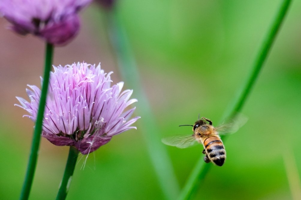 4cornersfoto's tweet photo. A bee scratching it's head mid-flight 🤣#insect #macro #nature #insects #macrophotography #naturephotography #insectphotography #photography #wildlife #perfection #naturelovers #world #of #photooftheday #flowers #captures #bee https://t.co/PMcPc9Dqa7