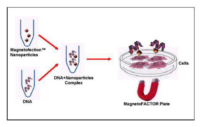 HateTheMachine's tweet image. #Magnetofection is a novel, simple and highly efficientmethod to transfect cells in culture. 
#CombiMAGis a #magnetic  particle preparation  designed to be combined with any commercially 
available transfection reagent such as polycations and #lipids
web.archive.org/web/2019123110…