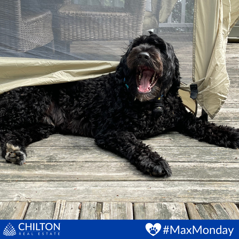 TheChiltonTeam's tweet image. 🐾 BIG Smiles from Max, because who isn't happy when it's finally summer weather? 🌞

#MaxMonday #PuppyLove #RuffPost #DogsAreTheBest #MyDogIsFunny #FloppyEars #Dogs #Dog #DogLover #DogFriendly #PortugueseWaterDog