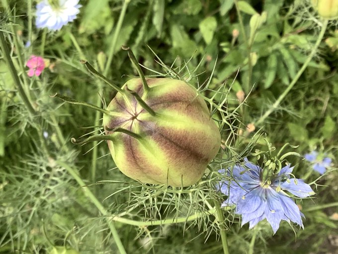 ニゲラのtwitterイラスト検索結果 ニゲラのtwitterイラスト検索結果