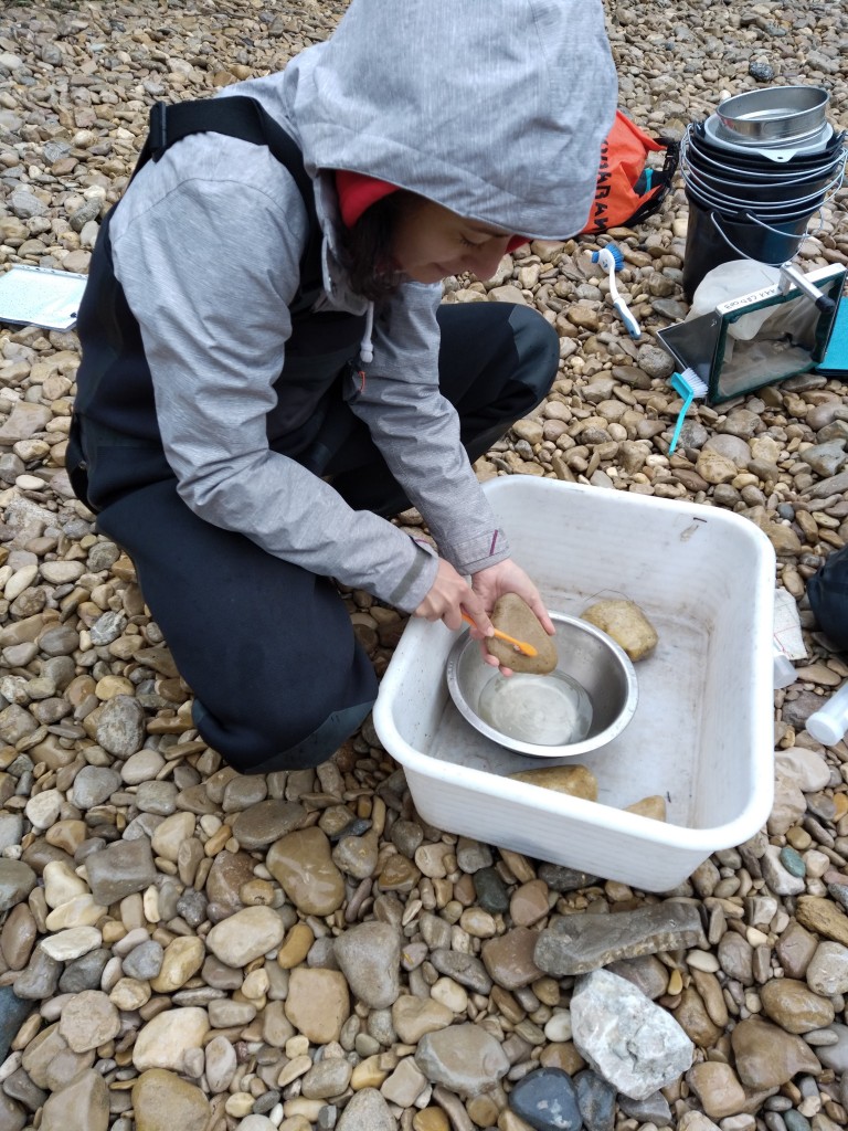 What an enjoyable fieldwork with @Tristan_Lefebur and @mailys_gauthier! Sampling of macroinvertebrate and diatom communities in intermittent river using #eDNA from various compartments and conventional approaches. Can't wait to see the results!  <a href="/LEHNA_lab/">LEHNA</a> <a href="/EcoFlowS/">EcoFlowS</a> <a href="/UmrCarrtel/">UmrCarrtel</a>