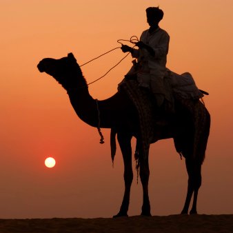 TorturedProse's tweet photo. "you can touch me there"
said the camel to the man
"just please don't hump me"

#haiku https://t.co/jiFO6LOqkW