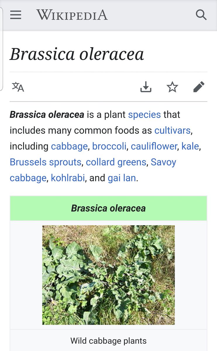 qtflies's tweet photo. Toddler saw cauliflower and asked "but we can check if it's broccoli" (his prefered of the two). How early is too early to learn species concepts... Cause like... It kinda is broccoli... https://t.co/HAReAHVJfU