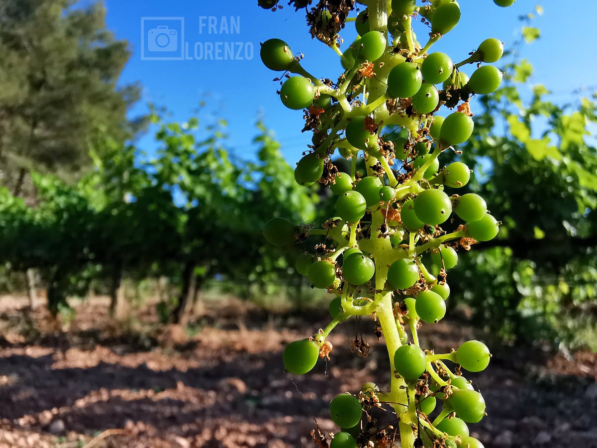 ✏️ Ja comença a sortir el raïm 2021
📌 Viladellops, Olèrdola (BCN)
📅 07-06-2021
<a href="/FViladellops/">Finca Viladellops</a> <a href="/lobesiapenedes/">Sanitat Vegetal Penedès</a>  <a href="/Tastavins1965/">Tastavins Penedès</a> <a href="/CarreteradelVi/">La Carretera del Vi</a> <a href="/RFrancas/">Ramon Francàs</a> <a href="/vinseum/">vinseum</a> <a href="/catexperience/">Catalunya Experience</a> <a href="/Enoguia_/">Enoguia.cat</a> <a href="/cupatges/">Cupatges</a> <a href="/enoturista_/">Enoturista | Vi(atges) autèntics</a> <a href="/malvasia_sitges/">Malvasia de Sitges</a> <a href="/TempsdeVi/">Temps de Vi</a> <a href="/DO_Cava/">D.O. Cava</a> <a href="/penedesturisme/">Penedès Turisme</a> <a href="/turisme_cat/">Turisme Catalunya</a>