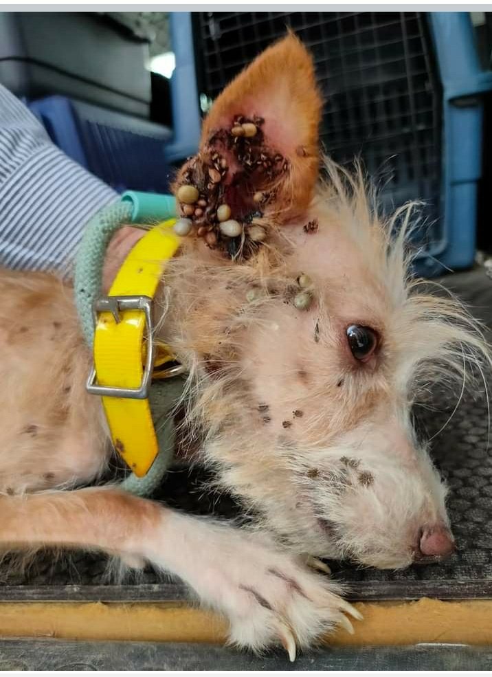 Andrea94748955's tweet image. Hoyo de Manzanares, Madrid . Esta perrita ha sido rescatada en estas condiciones, por la protectora Arat Adopta. Por supuesto, no tiene chip. 
Cada vez más abandono, cada vez más maltrato ante la indiferencia de las Administraciones y de los políticos. 
#prisiónmaltratoanimal